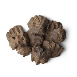 جار فيتنامي الشيخ